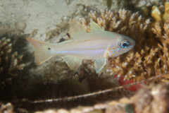 Cardinalfish - Cheek-spots Cardinalfish - Apogon chrysopomus