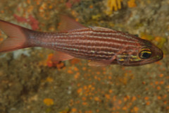 Cardinalfish - Tiger Cardinalfish - Cheilodipterus macrodon