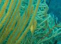 Filefish - Slender Filefish - Monacanthus tuckeri