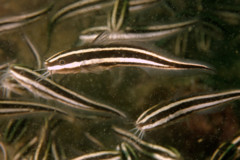 Catfish - Striped eel catfish - Plotosus lineatus