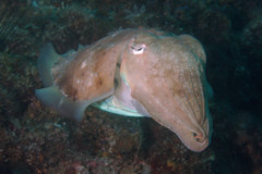 Cuttlefish - Broadband Cuttlefish - Sepia latimanus