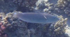 Wrasse - Pastel ring wrasse - Hologymnosus doliatus