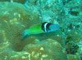 Wrasse - Bluehead Wrasse - Thalassoma bifasciatum