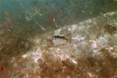 Herrings - American Menhaden - Brevoortia tyrannus