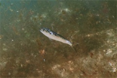 Herrings - American Menhaden - Brevoortia tyrannus