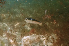 Herrings - American Menhaden - Brevoortia tyrannus