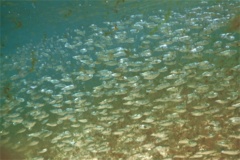 Herrings - American Menhaden - Brevoortia tyrannus