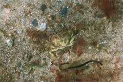 True Crabs - European Green Crab - Carcinus maenas