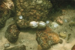 True Oysters - Atlantic Oyster - Crassostrea virginica