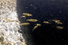  - Mummichog - Fundulus heteroclitus