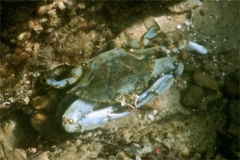 Crabs - Blue Crab - Callinectes sapidus