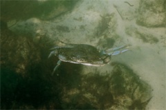 Crabs - Blue Crab - Callinectes sapidus