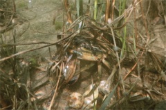 True Crabs - European Green Crab - Carcinus maenas