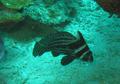 Drums - Spotted Drum - Equetus punctatus