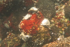 True Oysters - Atlantic Oyster - Crassostrea virginica