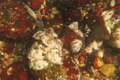 True Oysters - Atlantic Oyster - Crassostrea virginica