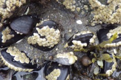  - Atlantic Surf Clam - Spisula solidissima