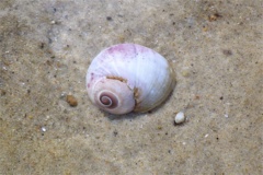 Sea Snails - Northern Moon Snail - Euspira heros