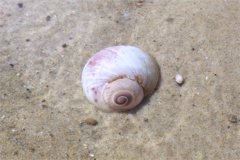 Sea Snails - Northern Moon Snail - Euspira heros
