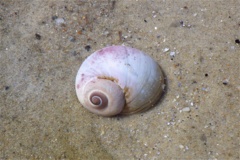 Sea Snails - Northern Moon Snail - Euspira heros