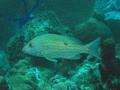 Snappers - Lane Snapper - Lutjanus synagris