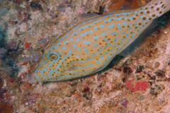 Filefish - Scrawled Filefish - Aluterus scriptus