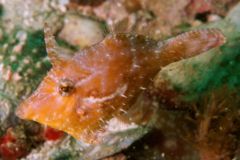 Filefish - Bristle-tail Filefish - Acreichthys tomentosus