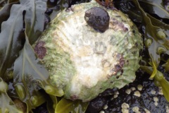  - European Oyster - Ostrea edulis