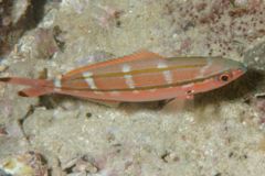 Fusiliers - Yellow-band Fusilier - Pterocaesio chrysozona