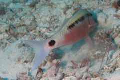 Goatfish - Longbarbel Goatfish - Parupeneus macronema