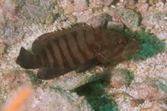 Groupers - Chocolate Hind - Cephalopholis boenak