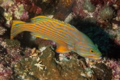 Groupers - Harlequin Hind - Cephalopholis polleni