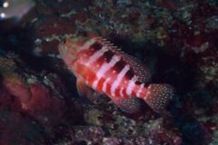 Groupers - Saddle Grouper - Plectropomus laevis