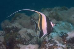 Surgeonfish - Moorish Idol - Zanclus cornutus