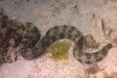 Moray - Snowflake Moray(Starry Moray Eel) - Echidna nebulosa