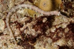 Pipefish - Messmate pipefish - Corythoichthys haematopterus