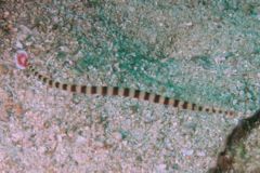 pipefish - Ringed pipefish - Dunckerocampus dactyliophorus