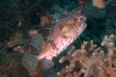 Porcupinefish - Balloonfish - Diodon holocanthus