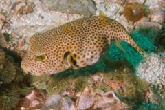 Pufferfish - Star Puffer - Arothron stellatus