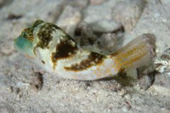 Pufferfish - Pacific Crowned Toby - Canthigaster axiologus