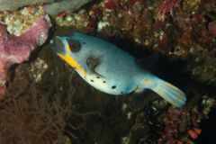 Pufferfish - Black-spotted Puffer - Arothron nigropunctatus