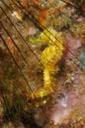 Seahorses - Estuary Seahorse - Hippocampus kuda