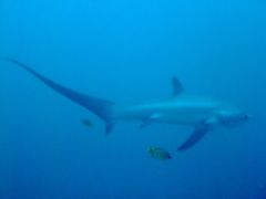 Thresher Sharks - Pelagic Thresher - Alopias pelagicus