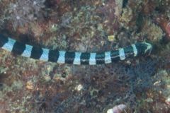 Snake Eels - Harlequin Snake Eel - Myrichthys colubrinus