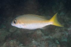 Snappers - Bigeye Snapper - Lutjanus lutjanus