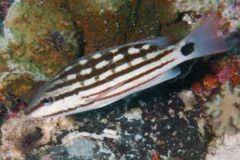 Snappers - Checkered Snapper - Lutjanus decussatus