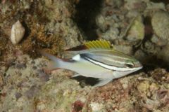 Breams - Two-lined Monocle Bream - Scolopsis bilineata