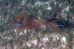 Squid - Common Squid -  Loligo vulgaris