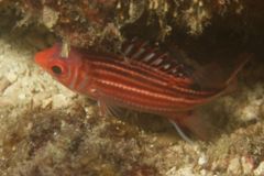 Squirrelfish - Samurai Squirrelfish - Sargocentron ittodai