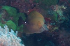 Surgeonfish - Brushtail tang - zebrasoma scopas